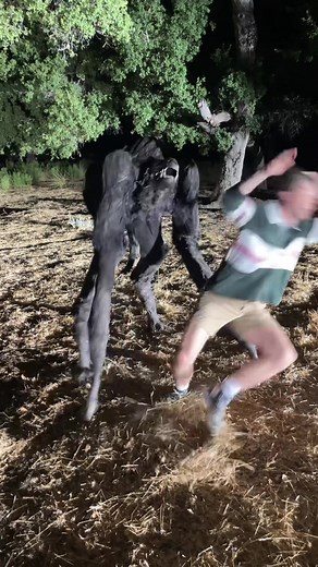 Tarantula Dog? Exploring the Tarantula Hawk with Cody Peterson