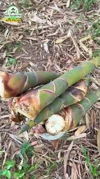 Double the efficiency when intercropping with Four Seasons Bamboo Shoots! #modernagriculture #fou...