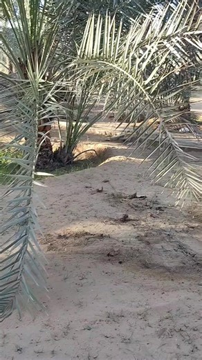 ‏@🇦🇪Mukhtar Umar007🇦🇪 @Panjgur_Comedy_007