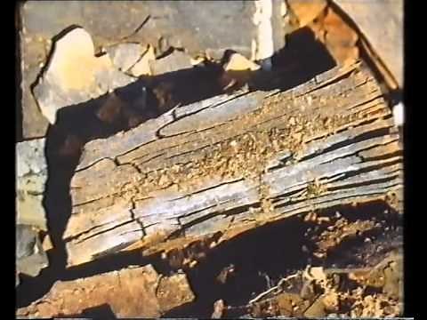 Evolution Of The Horse