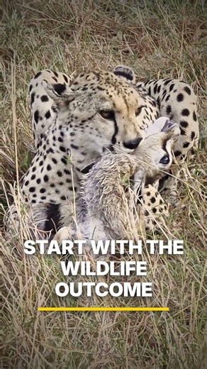 The Costliest Safari Mistake Indians Make Happens Before They Even Book