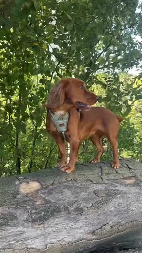 24K views · 31 reactions | Wyn put the new Halti Anatomy Harness and Lead to the test when we were out on our favourite Cotswold walk! With multiple attachment points and five point adjustment this harness is an excellent fit for a dog whilst still giving them freedom of movement to run around and have fun! We’re looking forward to many more adventures with this range! Thanks for sharing @thecotswoldspaniels #Halti #HaltiAnatomy #MoveFreelyWithAnatomy | Company of Animals | Facebook