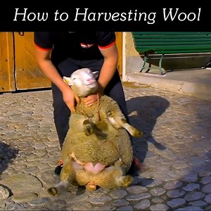 Let's see how take sheep and make a cloth !!! 🐑🐑 #FarmChannel | Farm Channel