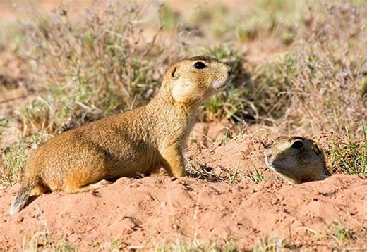 Colorado wildlife commissioners urged to ban prairie dog shooting - Complete Colorado