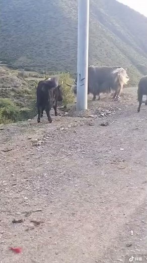 Yak vs Bull full fight