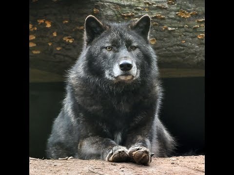 Types of Therians | Therian