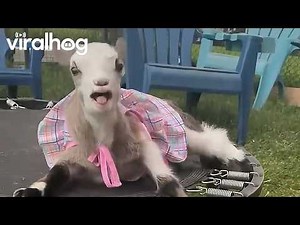 Baby Goat: 0 Mini Trampoline: 1 || ViralHog
