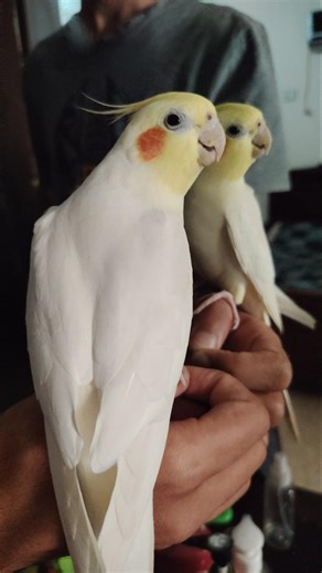 Adorable Cockatiel Milo's Super Cute Singing Moments 🎶🦜💖 #cockatielscraze