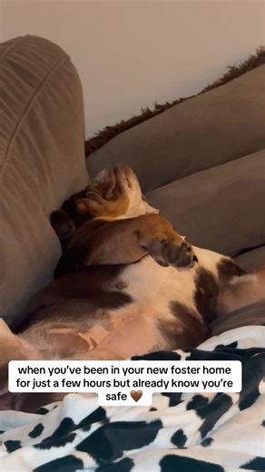 Bobble 🧡🤎🤍 aka Bobbi #bulldogsoftiktok #englishbulldog #fosteringsaveslives #fosterdog