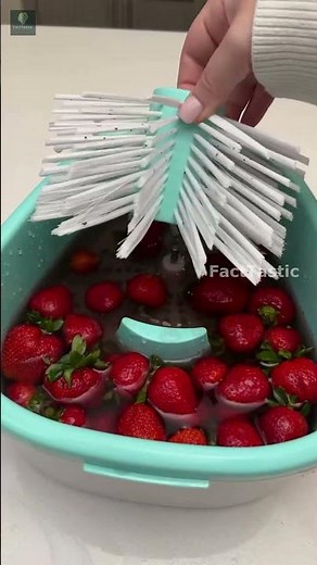 Fruits Washing Machine