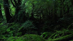 屋久島の縄文杉