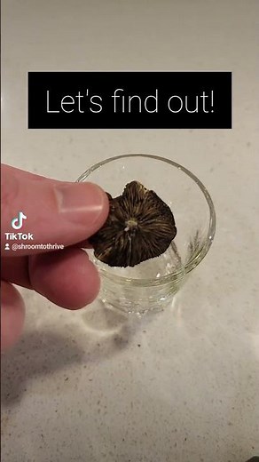 Spores from a dried mushroom? Part 1 #mushroom #mycology #mushrooms #fyp #mushroomgrowing