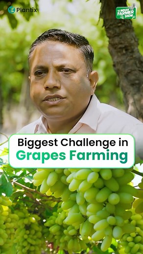 Grapes क्यों है saturated? 🍇 Watch Full Podcast on YouTube ▶️ #indianfarmer #reels #grapefarming | Indian Farmer