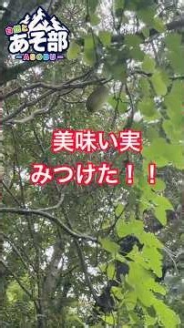 美味い実 #植物 #野草 #アケビ #山 #自然