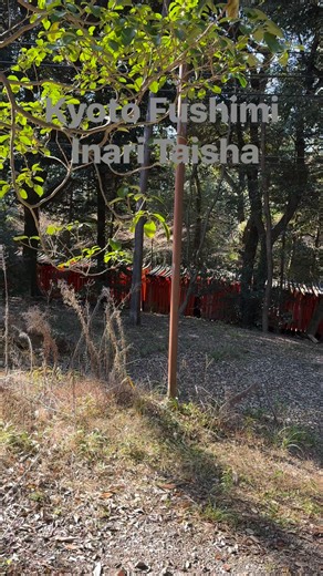Kyoto Senbon Torii (Thousand Torii Gates) 📍fushimi Inari Taisha #peace #travelblog #toriigate #contentcreator #travelwithme #goviral #reels | Novin Traveller