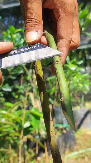 Bud grafting avocado | Plants Propagation