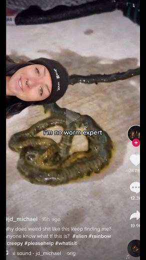 Bizarre Ocean Creature: Polychaete Bristle Worm Reproduction Explained