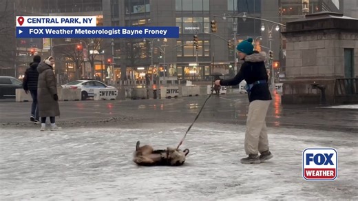 FROSTY PAWS ❄️🐾: This pup is having SNOW much fun in Central Park as fresh powder falls. It looks like it’s trying to make a snow angel! #dog #snow #centralpark #nyc #newyorkcity #FoxWeather | FOX Weather