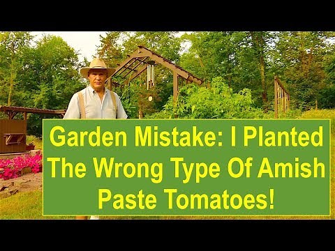 Garden Mistake: I Planted The Wrong Type Of Amish Paste Tomatoes!