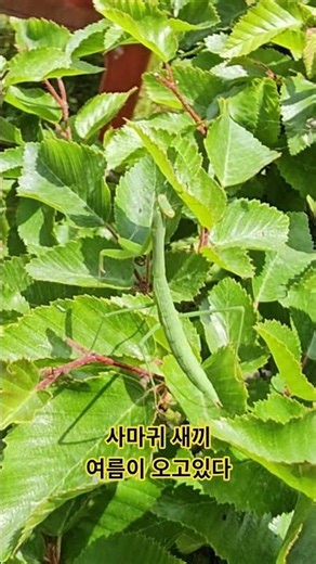 #사마귀 #사마귀새끼 #여름 #농부의일상 #사천시 #축동면 #반용마을 #덕이농원 #귀농귀촌 #덕이농원의하루