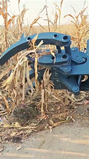 Harvest Innovation: Machine Head Chopping Down and Gathering Corn Stalks