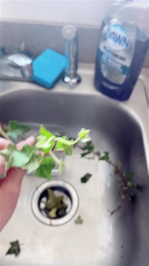 English Ivy Care Tips and Plant Propagation Guide