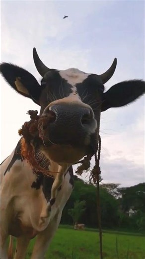 Cattle Sound (6)