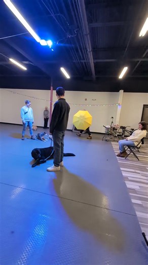 A clip from group class— dogs hold a down with distractions