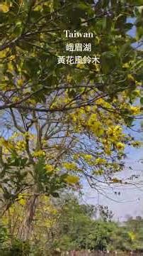 3月的新竹縣峨眉湖，湖光山色秀麗，環境幽靜，慢步在黃金色的環湖步道輕鬆自在～