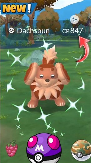 When I Got New✨️Shiny Dachsbun Evolution in Pokemon Go