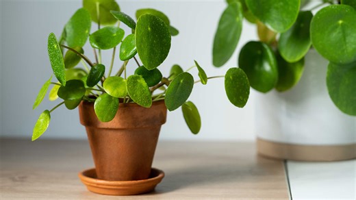 7 Tips On How To Grow And Care For Your Chinese Money Plant