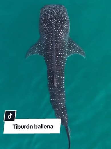 Conservación del tiburón ballena en La Paz