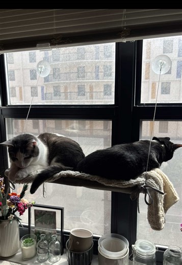Girl Cat Lets Boy Cat Into Her Bubble