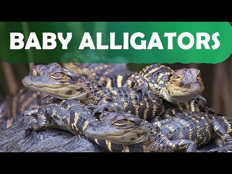 Adorable Baby Alligators Resting on Mom's Back