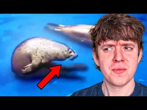 I found an unusual animal in these memes...