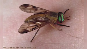 Yellow flies are here, here's how to protect your family and your pets