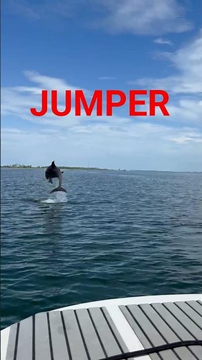 Dolphin tour in Panama City Beach with Flippin Awesome Adventures