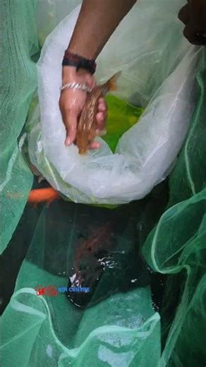 Refresh your home's look by adding a koi pond with RDF... ☎️ @ +91 7397224998