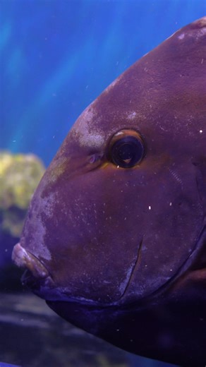The biggest fish at iReef! Come say hi to big Ron before he moves out 🐠 #fishtank #reeftank #ocean