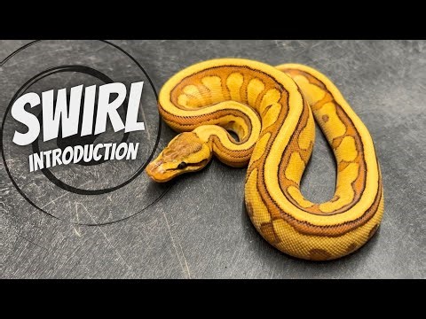 New Gene Spotlight: SWIRL ... (Super Form + Multiple Recessives)