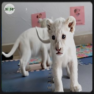 Meet the Adorable Rare White Lion Cubs Making Their Debut in China!—[Full story in cᴑmments]👇 | Nature and Wildlife TV