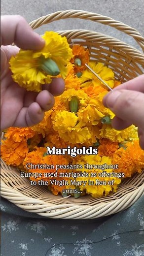 Marigolds: A Brief History Told