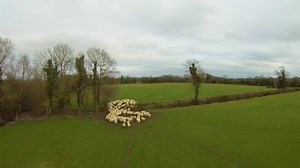 Farmer herds sheep with a drone in latest sign of robots taking over