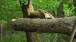 Fallen tree after hurricane on forest path. Lightning struck a tree trunk and broke it during a thunderstorm