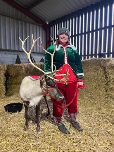 🎄 Meet Elf Spark! 🎄 We asked what everyone across the ScoutsCymru family is up to this Christmas and Elf Spark sent in this brilliant update from North Wales! By day, Elf Spark is based in Mold, working at Santa’s summer home at the Reindeer Lodge, caring for the reindeer, taking them to schools and Christmas events, and helping people learn all about these incredible animals. By night? Elf Spark swaps the elf hat for a necker and leads the Echo Explorer Unit at 1st Mynydd Isa Scouts. Proof th