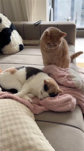 Things Cats Won't Tell You 🐱🤫 (Part 4)