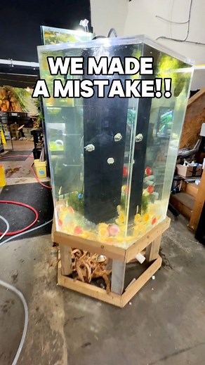 WE NEED A BIGGER NET! 🤣 Here is the list of fish for this week! Much more in stock! Feeders: Black WormsAlgae Eaters: GoldAmphibians: Dwarf African BlondeAmphibians: Dwarf ZaireAngel Neon Blue (Pterophyllum scalare)Apisto Ram Electric Blue (Mikrogeophagus ramirezi)Apisto Ruby Clown (Mikrogeophagus altispinosa)Badis Scarlet (Dario dario) – ordered but not shippedBarbs: Black RubyBarbs: CheckeredBarbs: Five-Banded PentazonaBarbs: GoldBarbs: OdessaBetta Halfmoon Blue Black (Male) – ordered but not