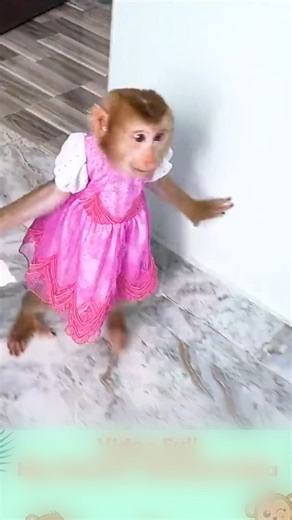 Monkey Hair Red called mom for help when Diem needed a diaper change part 2.#cutemonkey #monkeyboo #sonya7iii #fl #protectionanimal #babymonkey #natgeowildlife #natgeophotography #monkey #henrydoorlyzoo #conservation #animauxphotographie #animals #orangeslice #monkeyeating #zoo #funnymonkey #savingspecies #primate #natgeowild #natgeoadventure #ig_wildlife #endangeredspecies #bigmonkey #animauxdroles #animalphotography #monkeyseemonkeydo #monkeyboocrew #rwanda #Happymonkeywildlifevet #Crazymonkey