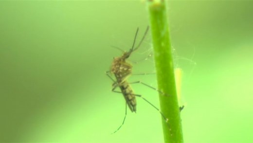 It’s a record-breaking year for Winnipeg mosquitoes — and why that’s good news.