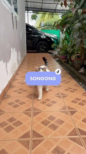 Songong bgt si cemet 😭😭😭 #fyp #fypシ #foryoupage #foryou #GarnierMicellarRewind #catlover #animal #catoftiktok #kucinglucu